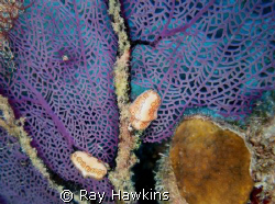 On the fan.  Took my time looking for small things while ... by Ray Hawkins 